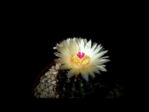 Botanic - Parodia ottonis