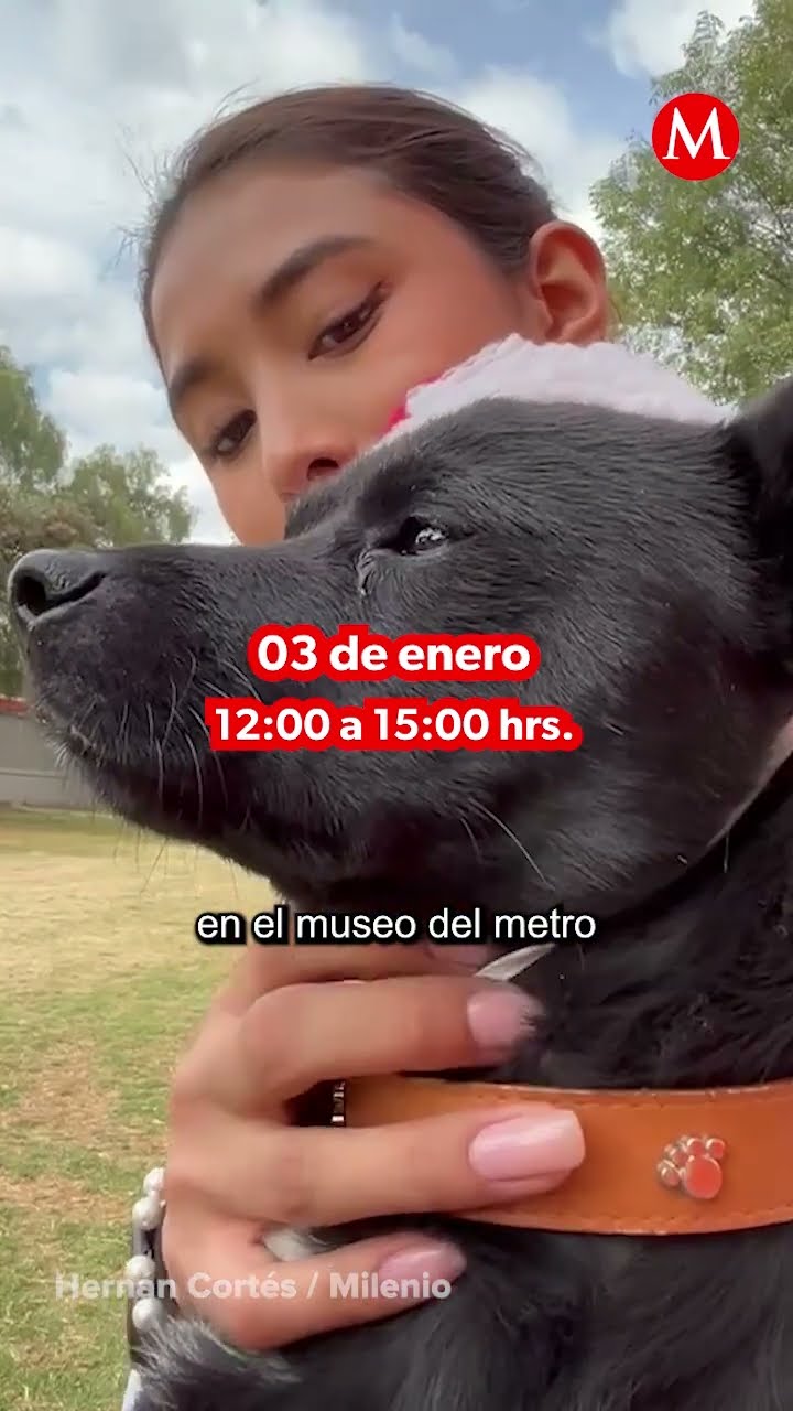 Perritos del Metro serán ayudantes de Santa y los Reyes Magos