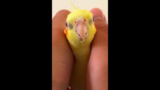 Новый способ обнять птицу двумя пальцами