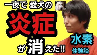 【衝撃！】水素がペットを救う！一晩で瀕死状態から生還した愛犬の変化がすごい！【体験談】