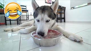 My Husky Reacts To The Plastic Wrap Your Dog's Food Challenge!