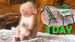 Full 3 day Monkey Bon and Dad make a beautiful bamboo table and chair set