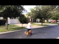 Do dogs work on Shock Collar? Do dogs work on Shock Collar?