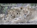 The Pride Moves Their Cubs After Fight with the Birmingham Breakaway Male Lions Ep 113