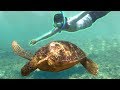 SWiMMiNG WiTH SEA TURTLES iN THE PHiLiPPiNES | APO iSLAND and BALiCASAG