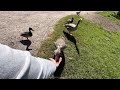 Hissing goose cute ducks happy life