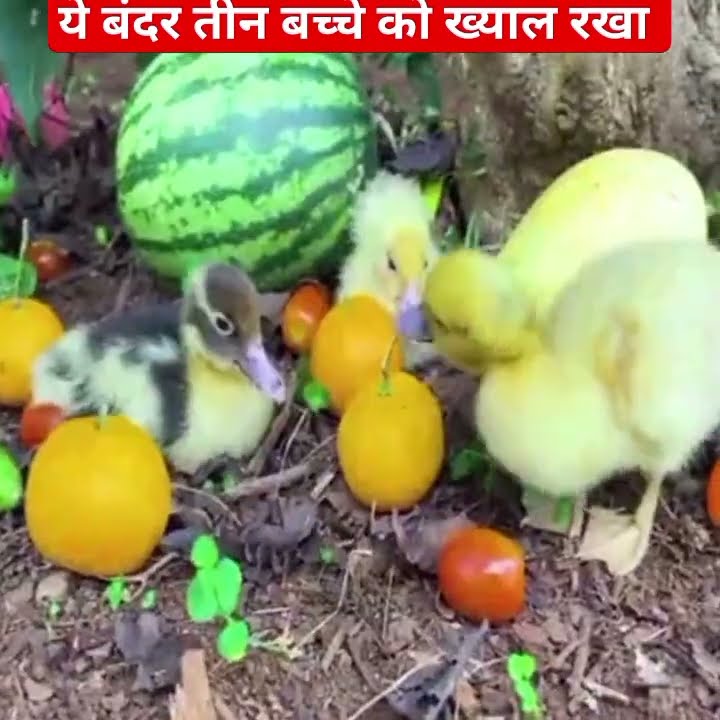 this monkey 🐒 safety 3 birds kids - YouTube