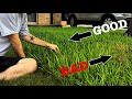 How to Care for St Augustine Grass