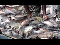 Fish farming in india