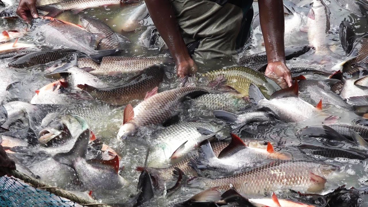 FISH FARMING IN INDIA 