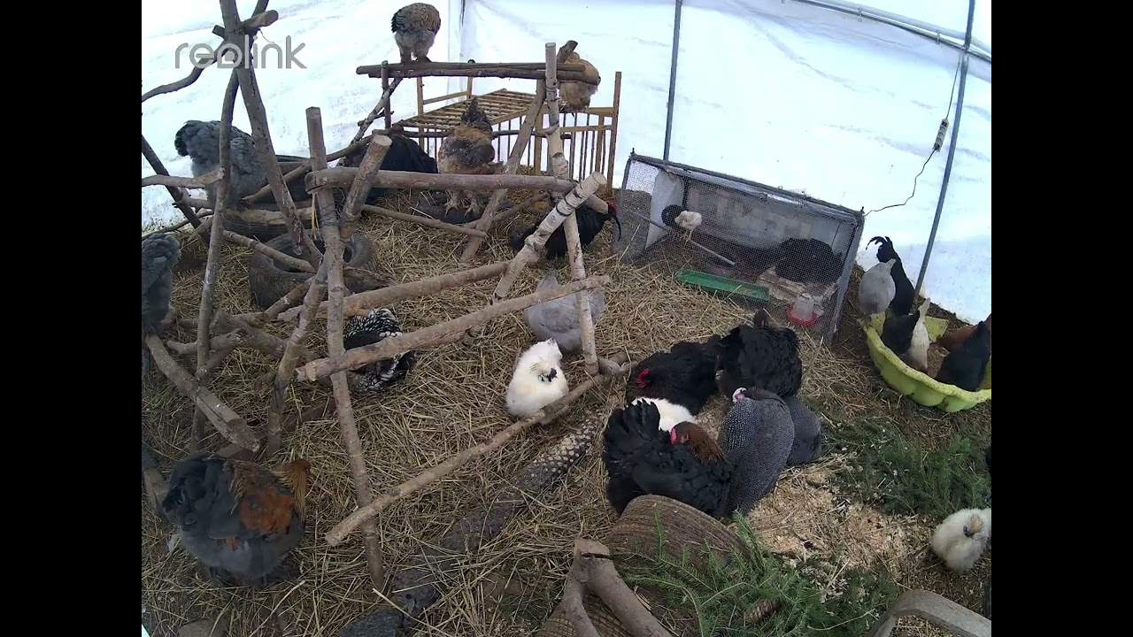 🐓 Gallinas y comida-5 horas de relax 🌿🐓 🐓 Chickens and Feeding – 5 Hours of Relax 🌿닭과 먹이 주기 – 5시간 휴식