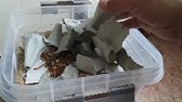 Мучной червь. Разведение и содержание мучного червя на корм в домашних ...