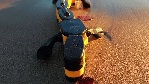 Meet Salamandra Robotica