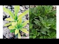 How to grow petuniaflower lover shafikul garden surfiniashorts