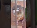 my daily bird