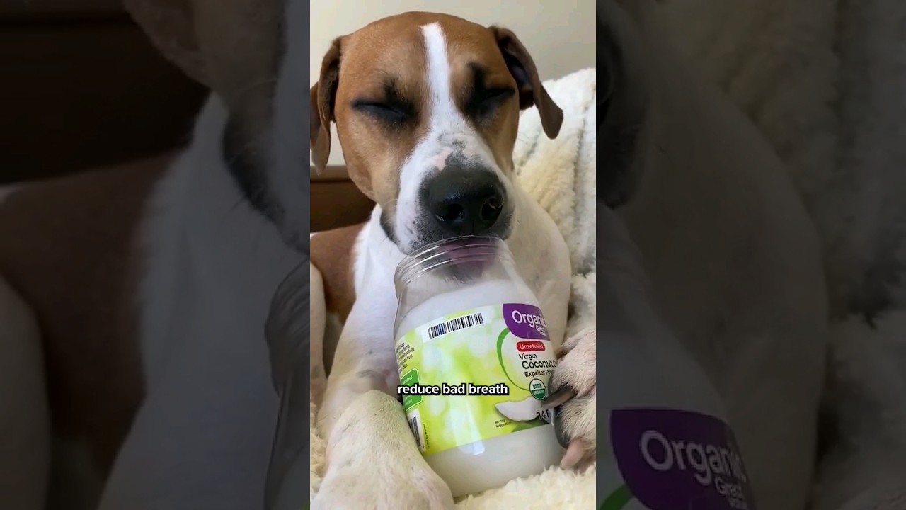 5 причин, почему вам стоит давать своей собаке КОКОСОВОЕ МАСЛО 🐶