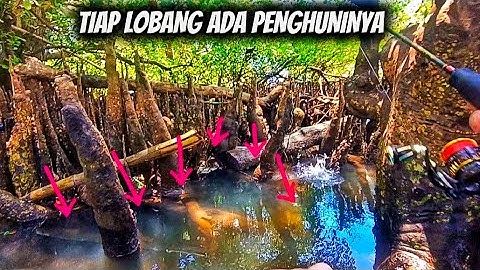 ‼️MANTAP‼️SPOT ANTI BONCOS SPOT MANCING TERBAIK MANCING KANOAN DI HUTAN MANGROVE