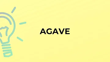 A cosa serve il fiore dell Agave?