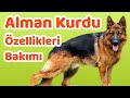 Alman Kurdu özellikleri, bakımı, beslenmesi, sağlığı ve eğitimleri