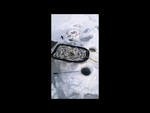 «Клюет как с