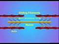 5. Details of Actin-Myosin Crosslinking