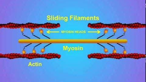 5. Details of Actin-Myosin Crosslinking