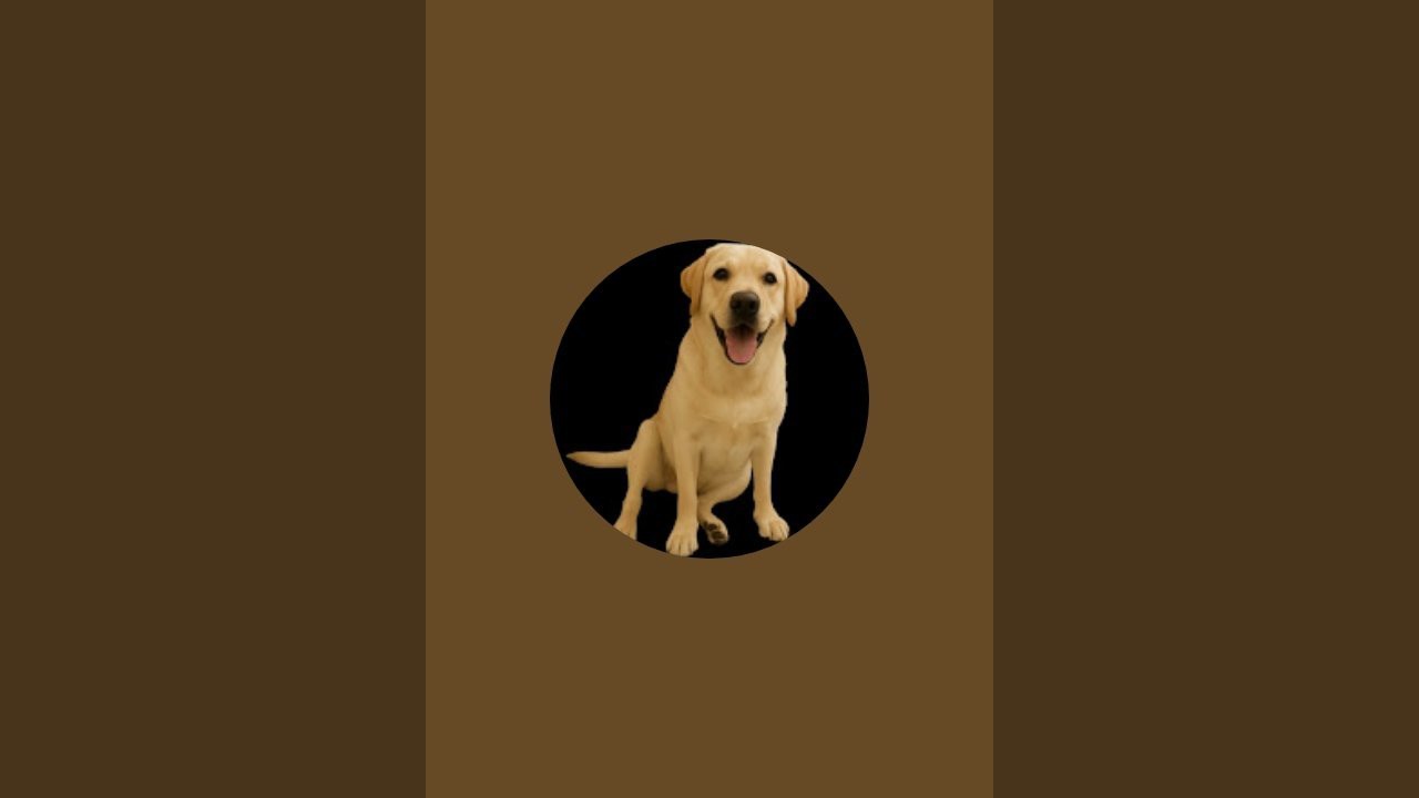 Meet Tsyu, the happiest Labrador around! With his playful paws, wagging tail, and endless energy.