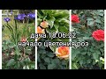 дача 18.06.22/начало цветения роз🍀🌹🍀