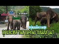 ครอบครัวที่อบอุ่นของคุณยายบุญมา แม่ใหม่ และ น้องบุญศรีหลานสาวคนสวย 🐘❤️