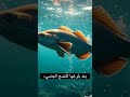 ما هي دورة حياة سمكة السلمون ورحلتها المدهشة mp3
