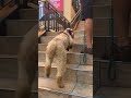 Betty (JY26-28) video