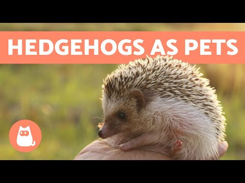 Video: Hedgehogs sebagai Hewan Piaraan: Yang Perlu Anda Ketahui