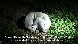 All Lives Matter...Hopeless Dog Abandoned in the Everglades