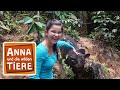 Ein Tapir geht baden (Doku) | Reportage für Kinder | Anna und die wilden Tiere