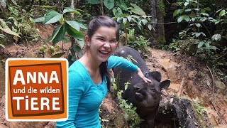 Ein Tapir geht baden (Doku) | Reportage für Kinder | Anna und die wilden Tiere