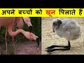 ये पक्षी अपने बच्चों को अपना खून पिलाते हैं । Strange behavior of Flamingo Birds ।