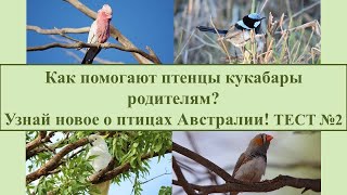 Птицы Австралии Тест №2 / Интересные факты о птицах