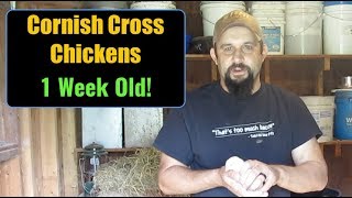 Raising Cornish Cross Chickens For Meat:  1 Week Old! Getting Some Feathers!