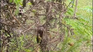 Burung Sogon / Sogok Ontong Di Alam Liar | Berkicau | Memberi Makan Anaknya | Masteran Sogon