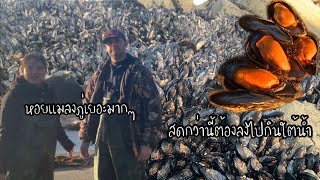 EP.90 harvesting and cooking mussels on the beach in bodega bay California USA 🇺🇸.