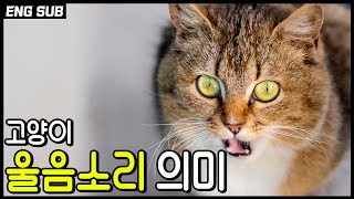 The various meanings of Cats' Sound