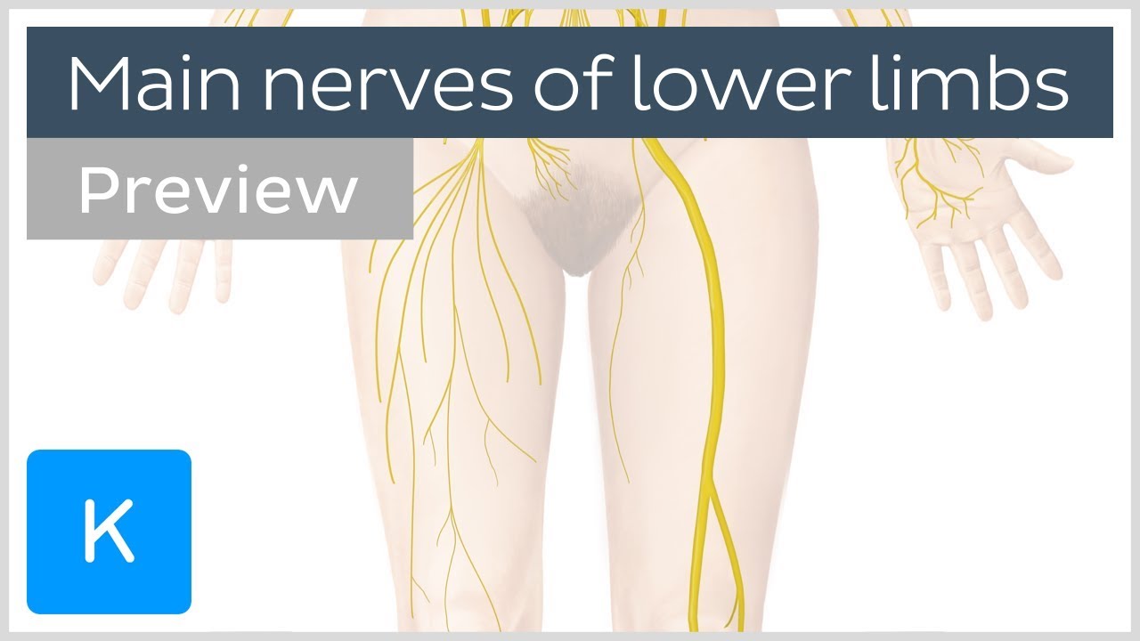 Main nerves of the lower extremity (preview) - Human Anatomy | Kenhub