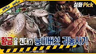 [실화Pick] 황금을 캔다(?) 능이버섯 귀농사기 #실화탐사대 #실화On MBC181128방송