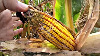 2022 Annus Horribilis X Il Mais