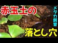 【メダカ飼育】赤玉土のメリット・デメリットについて