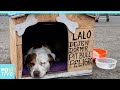 Lalo, the Peruvian “Hachiko” | Positive