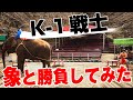 【3.22 K-1】K-1ファイターが赤フンドシで象と闘ってみた!パオーン愛鷹亮 世界タイトル前哨戦!?|3.22 K'FESTA.3 ごご1時〜アベマTVで生中継!