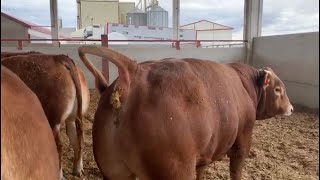 calves pure limusin 750kg ليموزين بيور