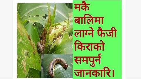 army worm in Nepal with full information.