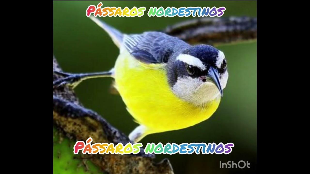 Sua sibite escutar esse vídeo vai ficar em ordem